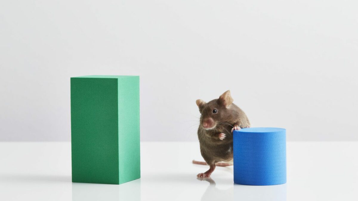 mice