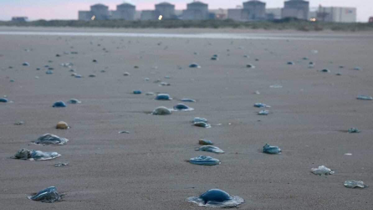 Jellyfish lay on the shore near the Gravelines nuclear power plant in Gravelines, northern France.
